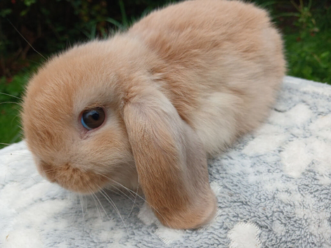 LAST ONE Stunning mini lop make baby rabbit RTR