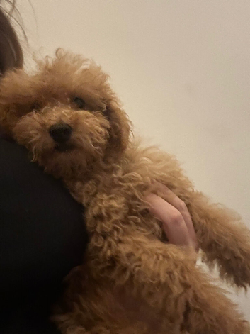 Poochon puppy's