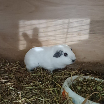 Baby boy cali guinea pig