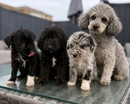 1 boys 1 girl Toy poodles