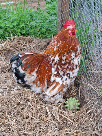 Millie fleur pekin cock