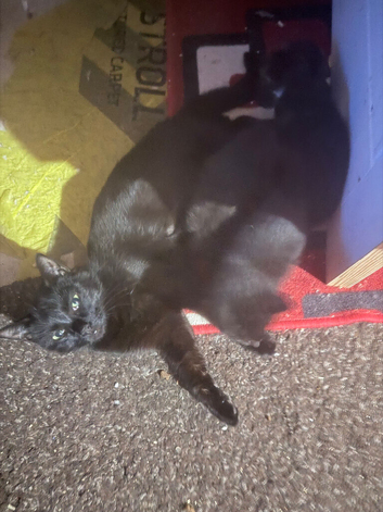 Hi have a beautiful little