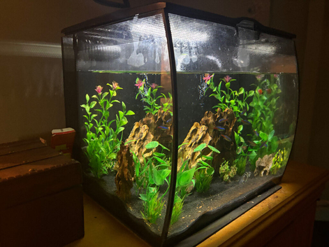 Fluval flex fish tank