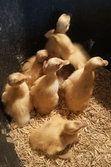 Indian Runner duckling FEMALES