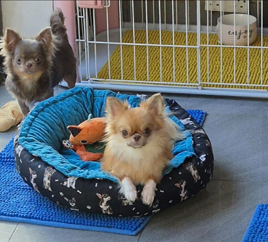KC registered chihuahua boy