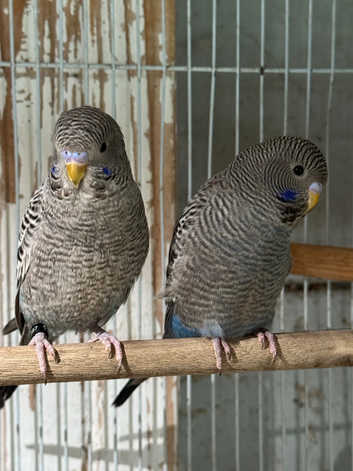 Blackface budgies //bw, blackface dunfallow, melanistic spangle bf