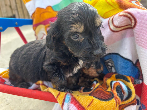 Miniature long hair dachshund puppies