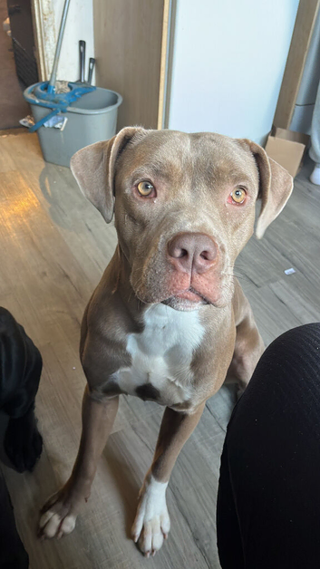 Cane corso x staffy