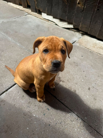 Shar pei puppy boy 8 weeks old