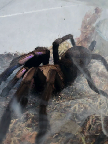 Adult female Chilobrachys Natanicharum Mated tarantula