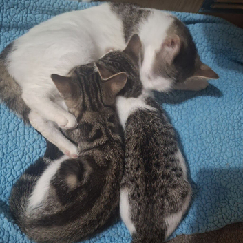 6 kittens looking for new home