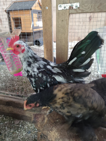 Serama cockerel 4 months old
