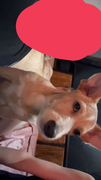 Terrier puppy mix looking for his forever home