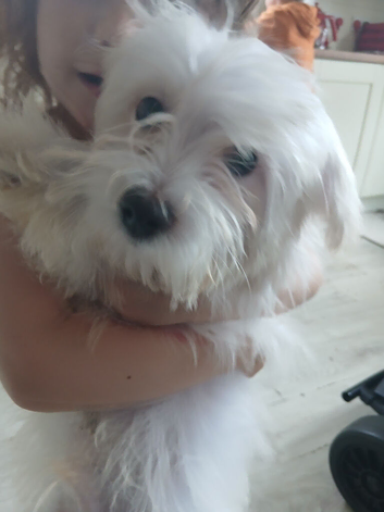 Pure breed Maltese tiny puppy