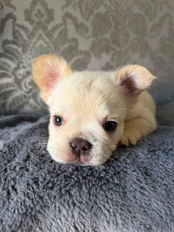 Frenchies ready now