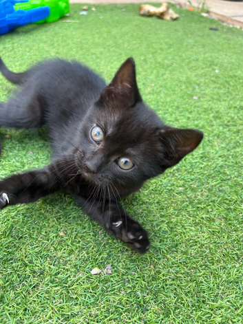 Last female kitten