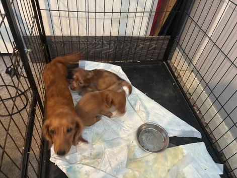 Long Haired Miniature Dachshund