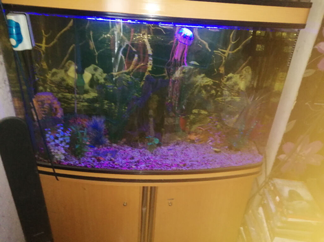 Fish tank plus everything included