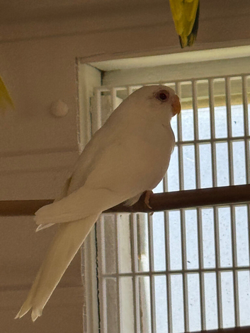 Baby Splendid parakeets