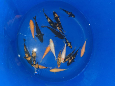koj carp for sale