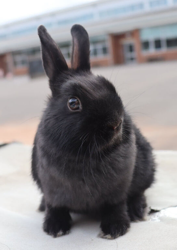 Baby Black Netherland Dwarf Buck - Ready Now