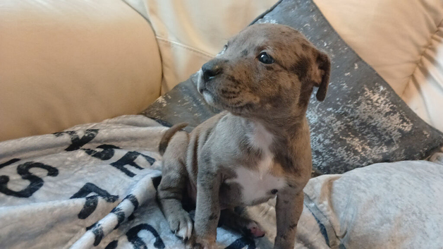Merle and blue merle Staff cross sharpei