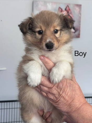 Beautiful Shetland sheepdog puppies