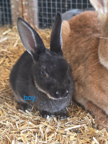 Male mini rex - Last of litter