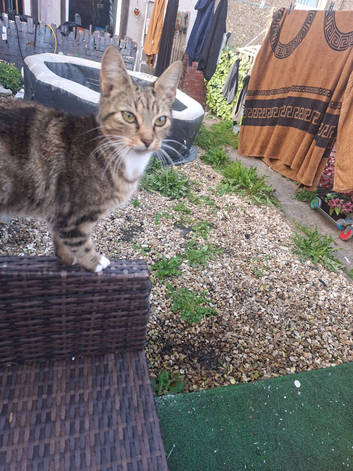 2 female cats