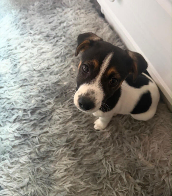 Jack Russell boy
