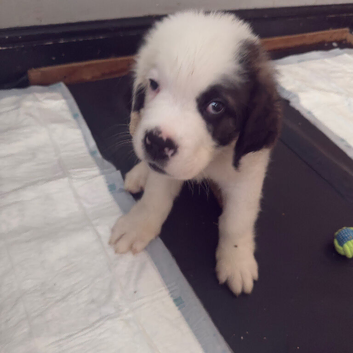 Last male Saint Bernard puppy left READY TO LEAVE NOW