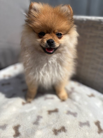 Miniature Pomeranian female