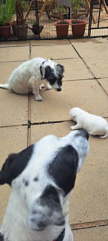 Jackrussell