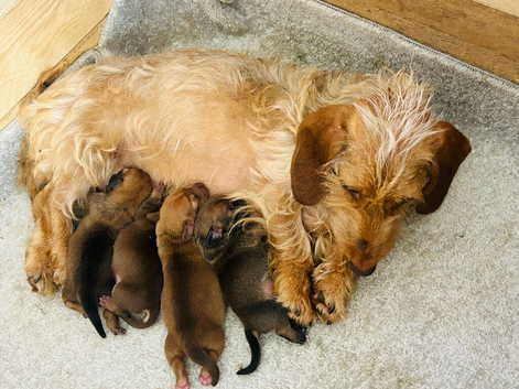 Jackshund puppies