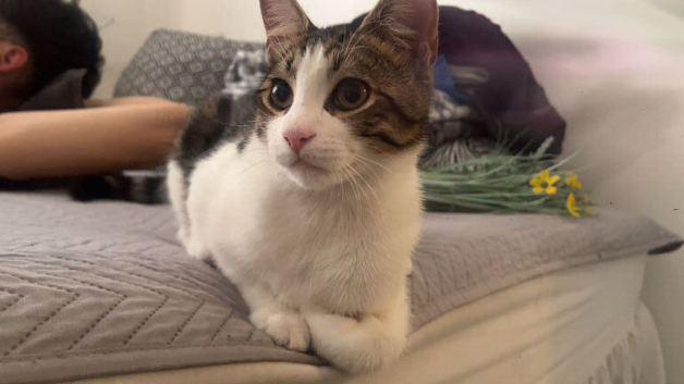 Adorable playful little boy that needs a forever loving home ASAP