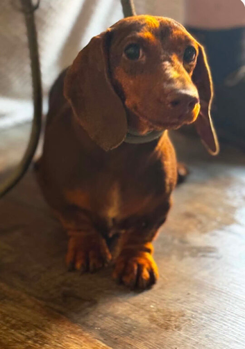 Miniature dachshund female for sale