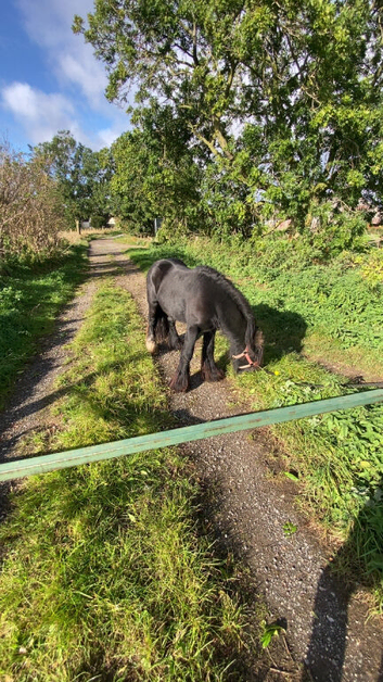12.2 cob gelding