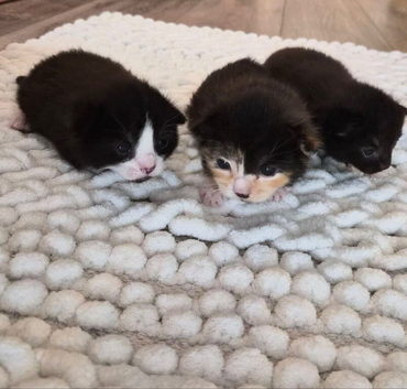 3 Beautiful Kittens Looking for Loving Homes
