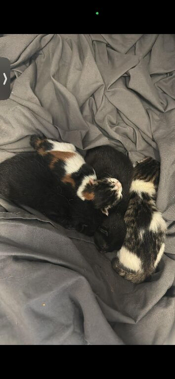 Mother and kitten
