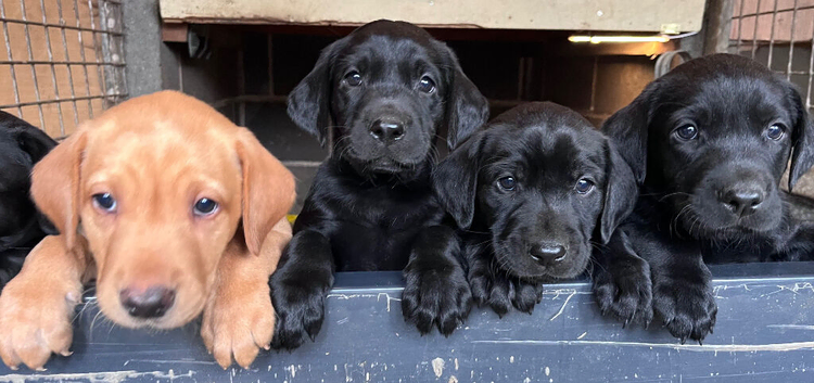 Labrador puppies
