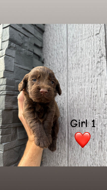 Working cocker spaniel puppy's