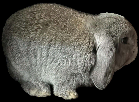 Male mini lop