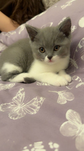 British short hair and quarter tabby kitten