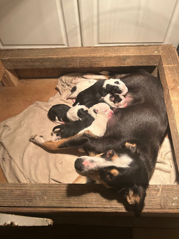 3 male collie pups