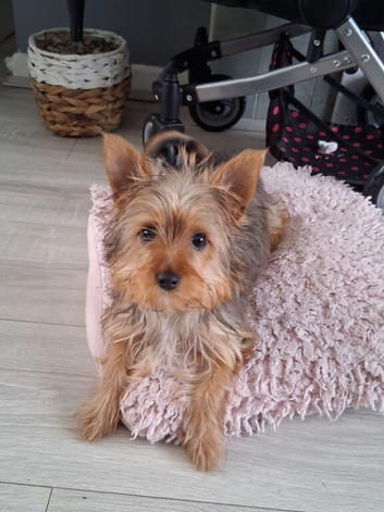 Mixed breed puppy for sale