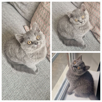 British Shorthair Kittens, GCCF PEDIGREE