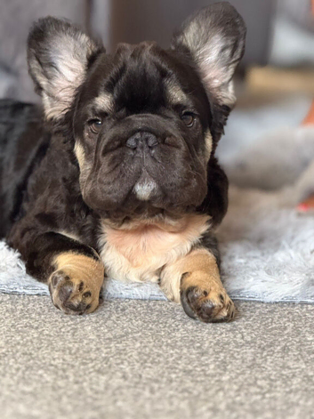 Fluffy french bulldog puppies