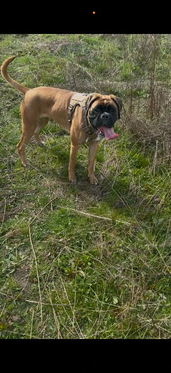 Gorgeous kc boxer girl