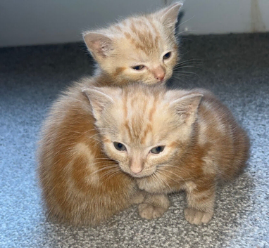 Kittens 2 ginger boys TWINS