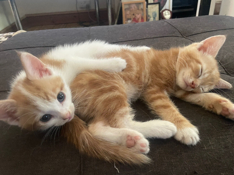 X4 ginger and white kittens